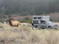 Elk and FWC.jpg